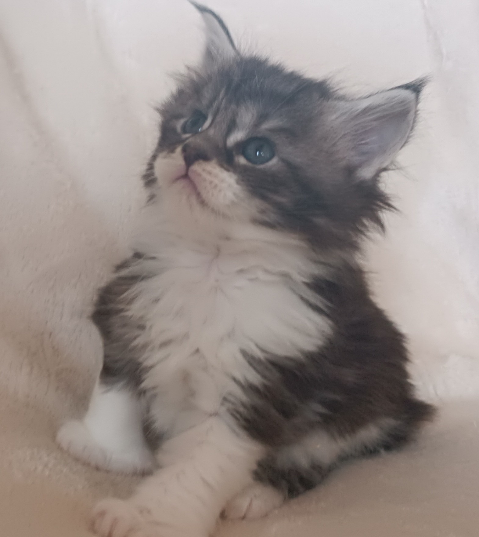 Femelle black silver blotched tabby et blanc 1 mois 1 