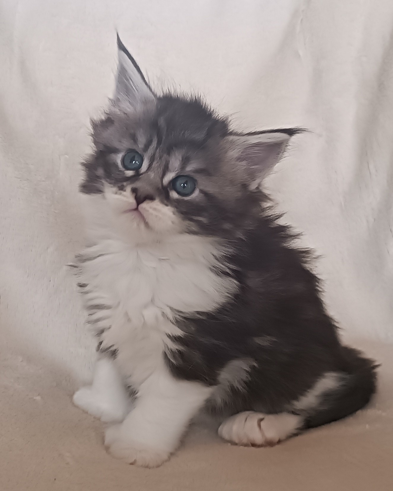 Femelle black silver blotched tabby et blanc 1 mois 2 