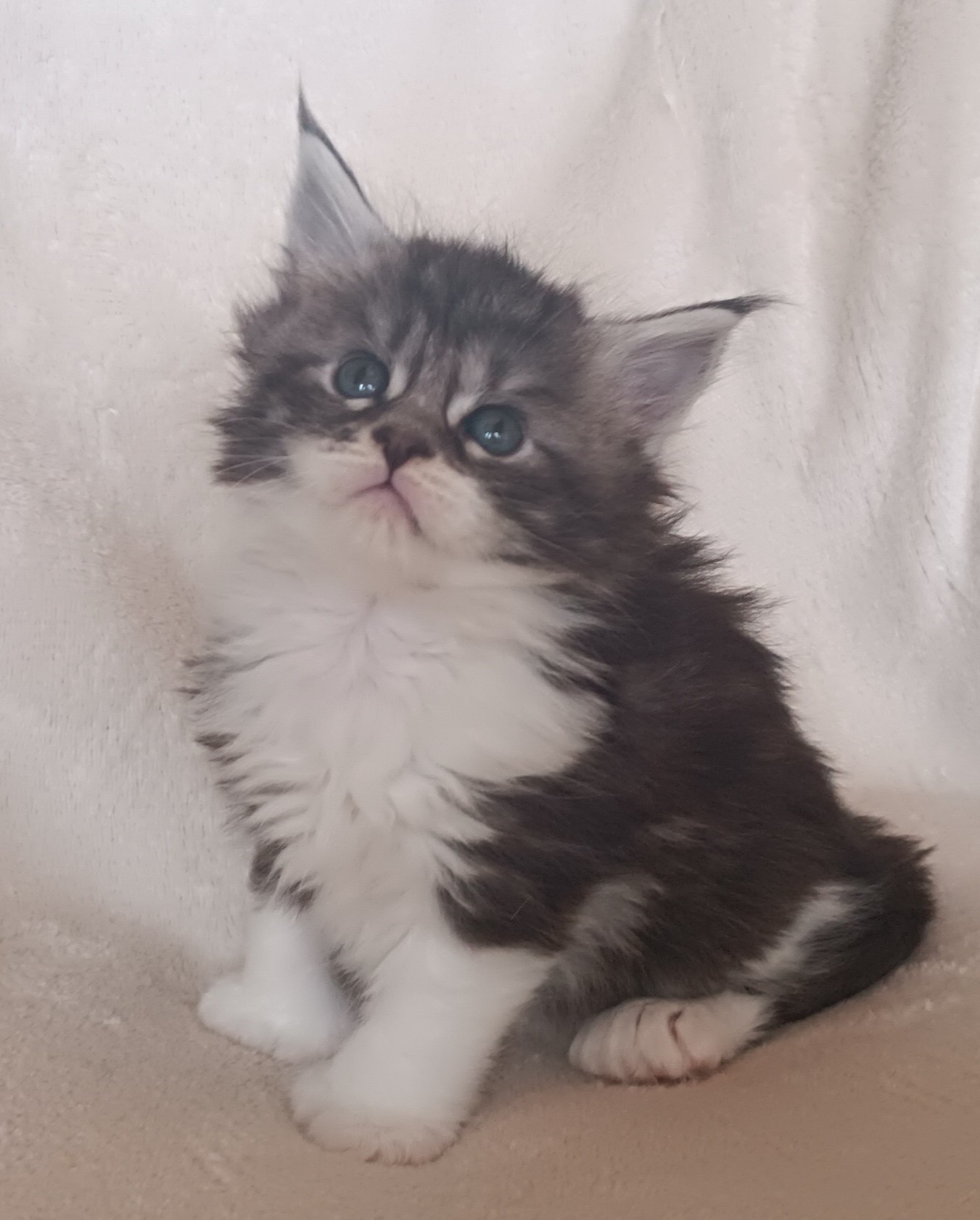 Femelle black silver blotched tabby et blanc 1 mois 3 