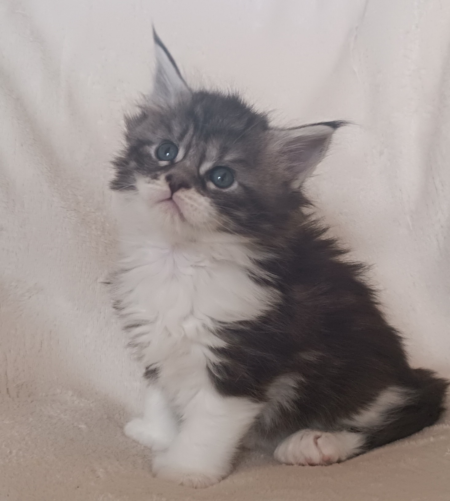 Femelle black silver blotched tabby et blanc 1 mois 4