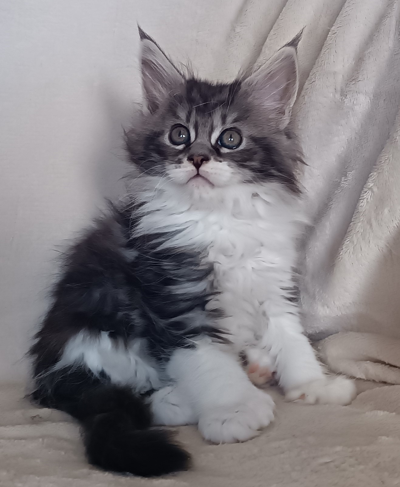 Femelle black silver et blanc pp 1 mois 3 sem 3