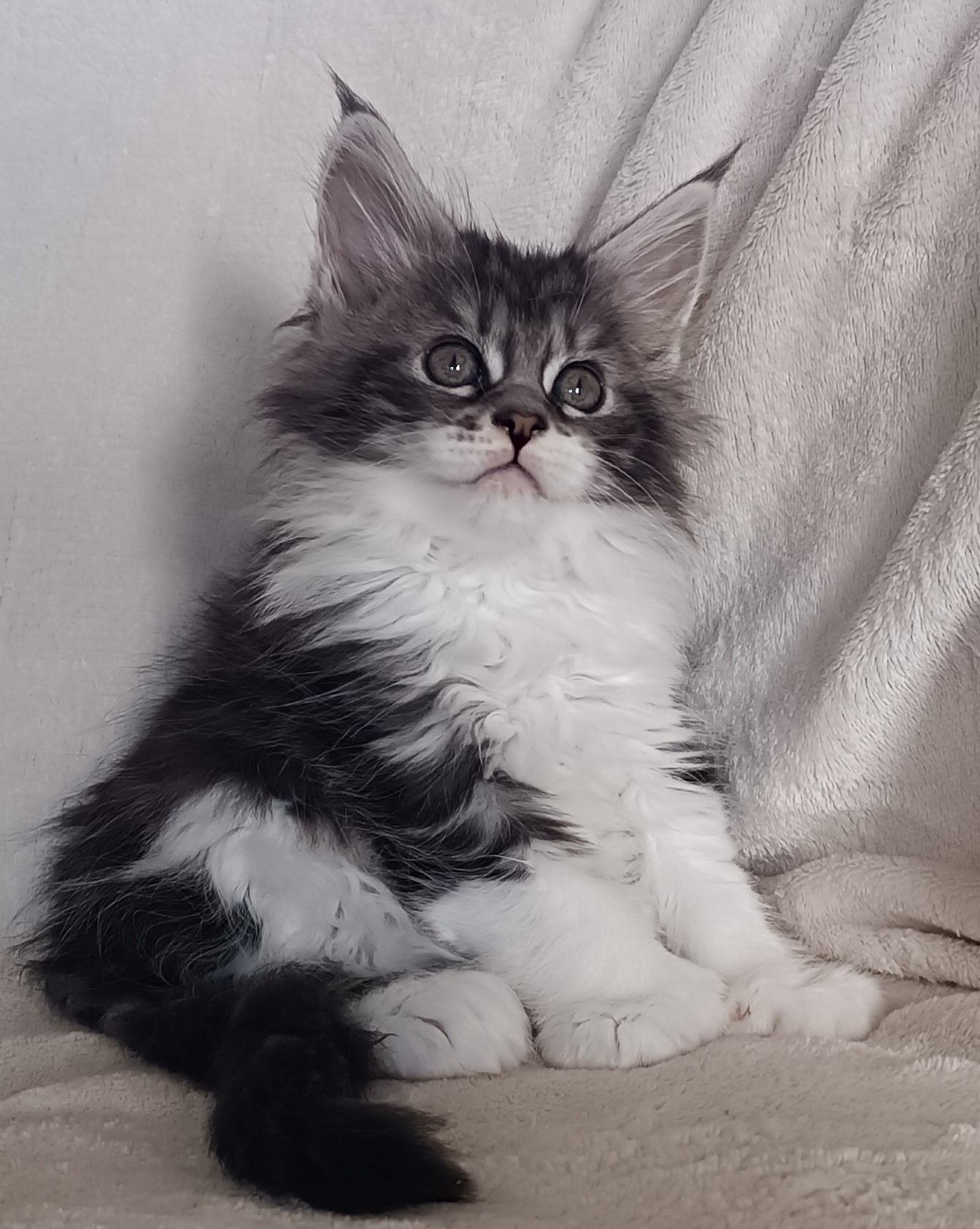 Femelle black silver et blanc pp 1 mois 3 sem 5 