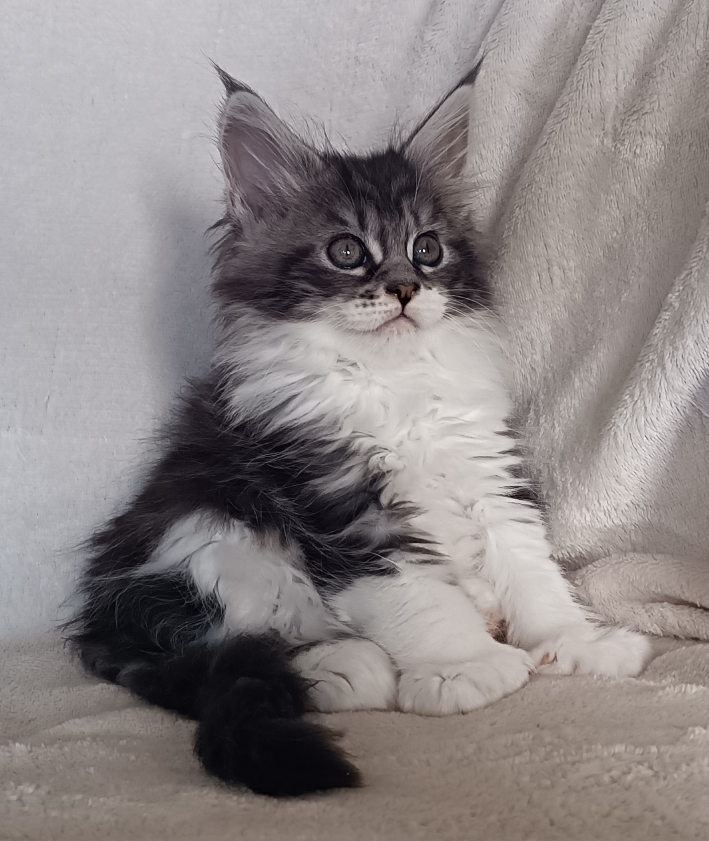 Femelle black silver et blanc pp 1 mois 3 sem 7 