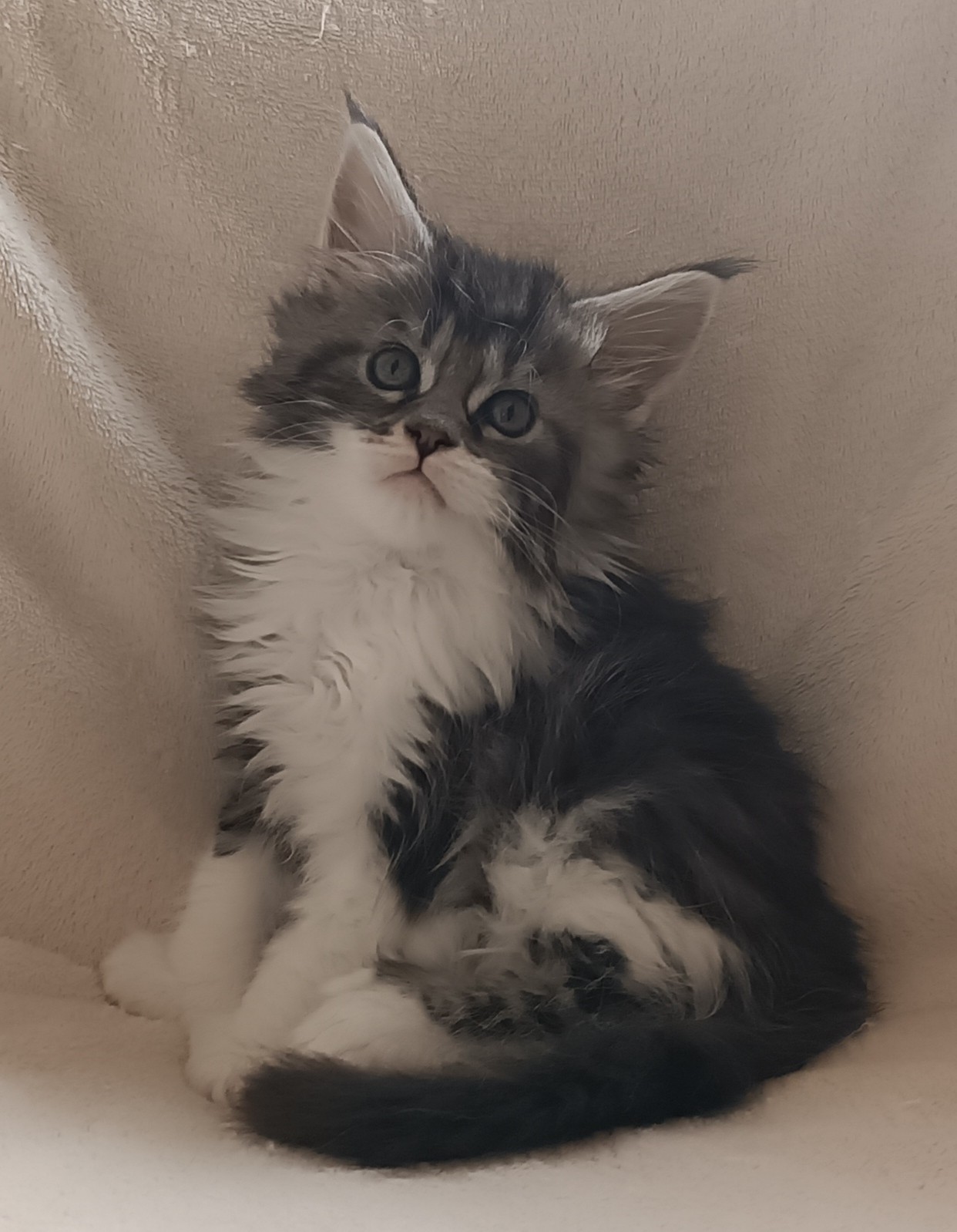 Femelle pp black silver et blanc 1 mois et demi 3