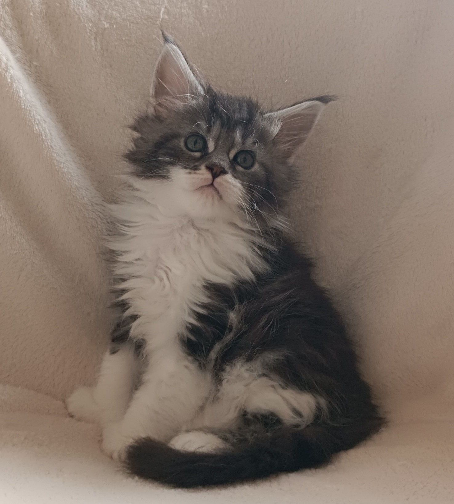 Femelle pp black silver et blanc 1 mois et demi 4 