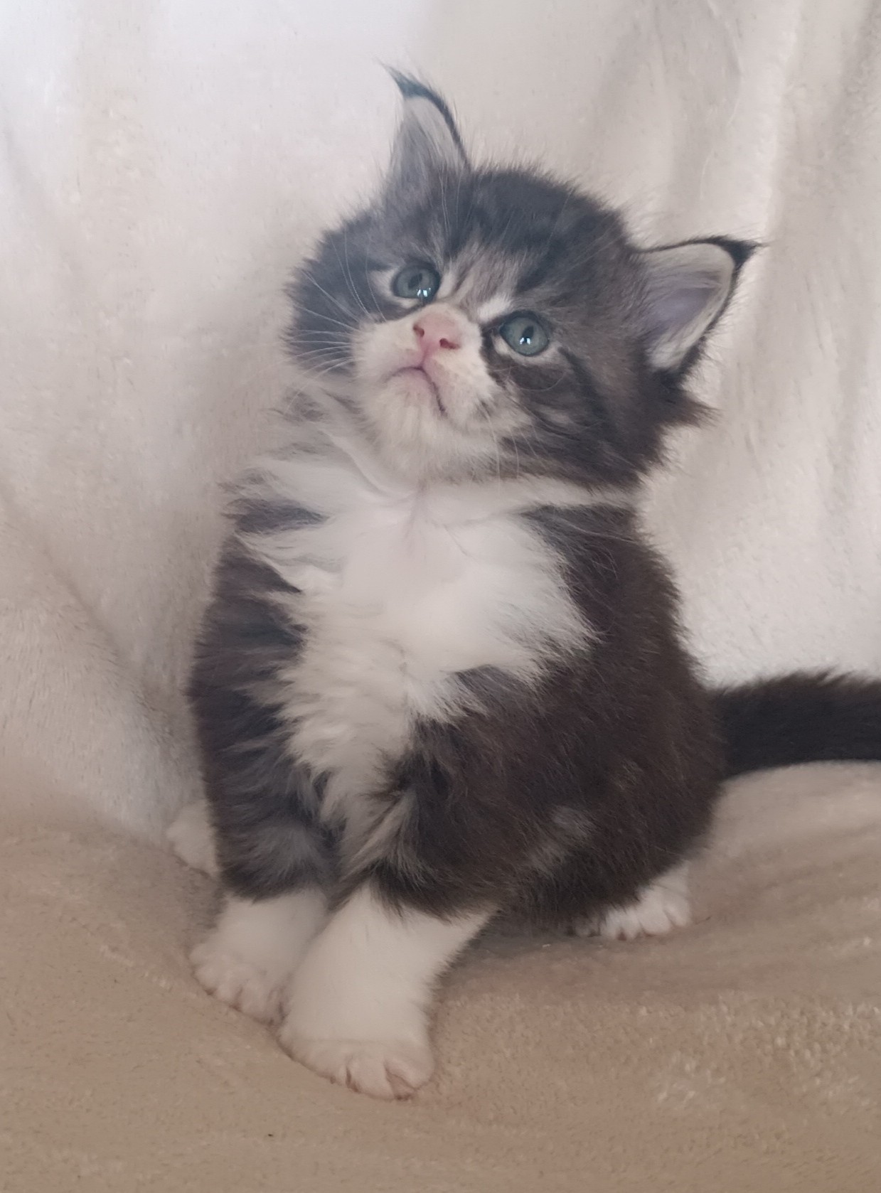 Male black silver blotched tabby et blanc 1 mois 1 