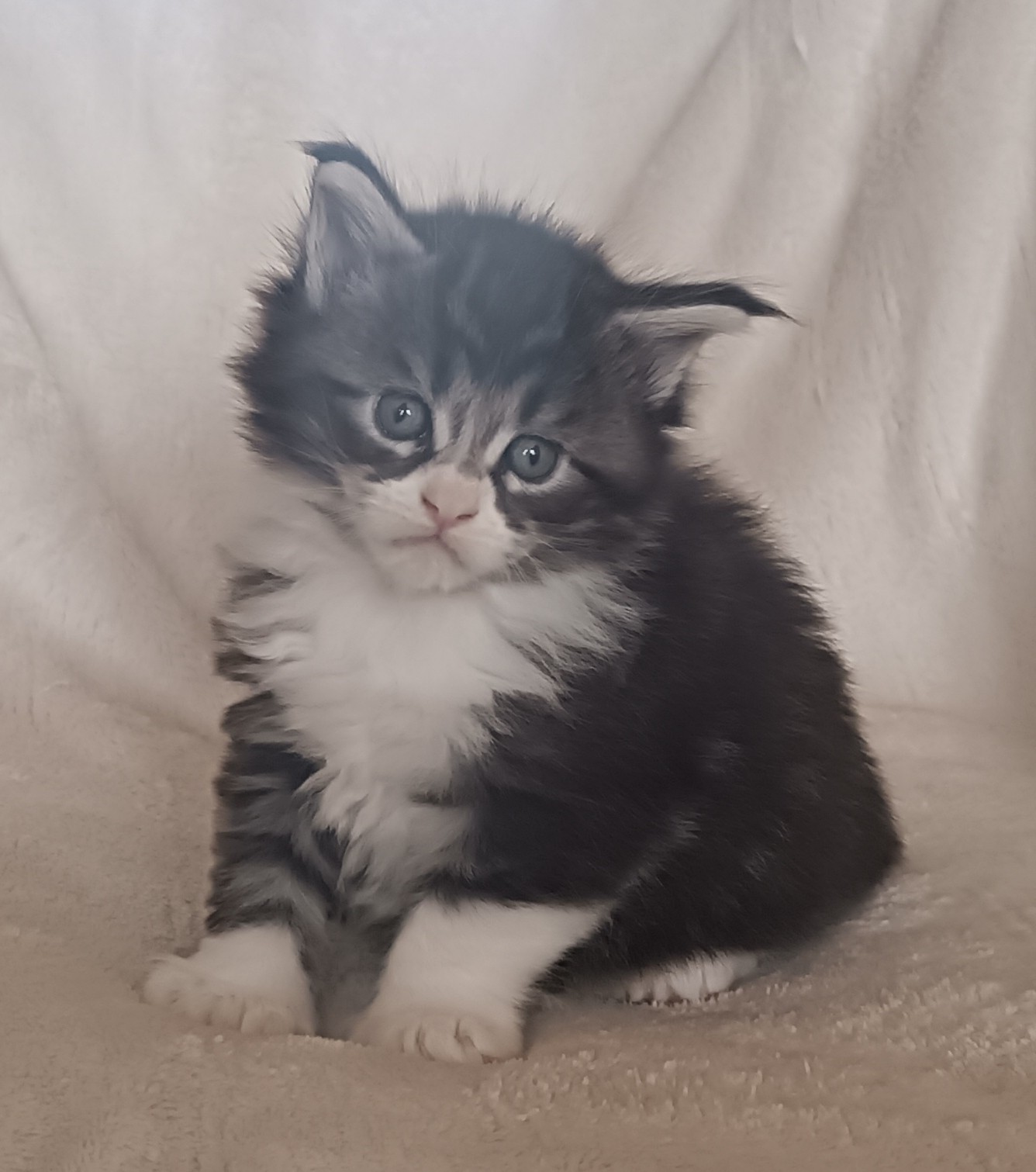 Male black silver blotched tabby et blanc 1 mois 2