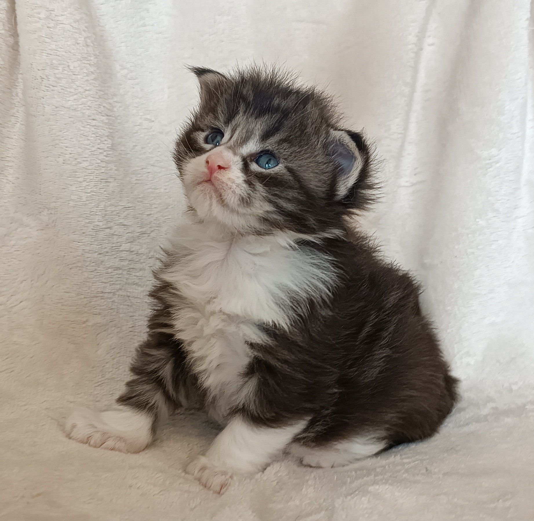 Male black silver pp 3 semaines 1 