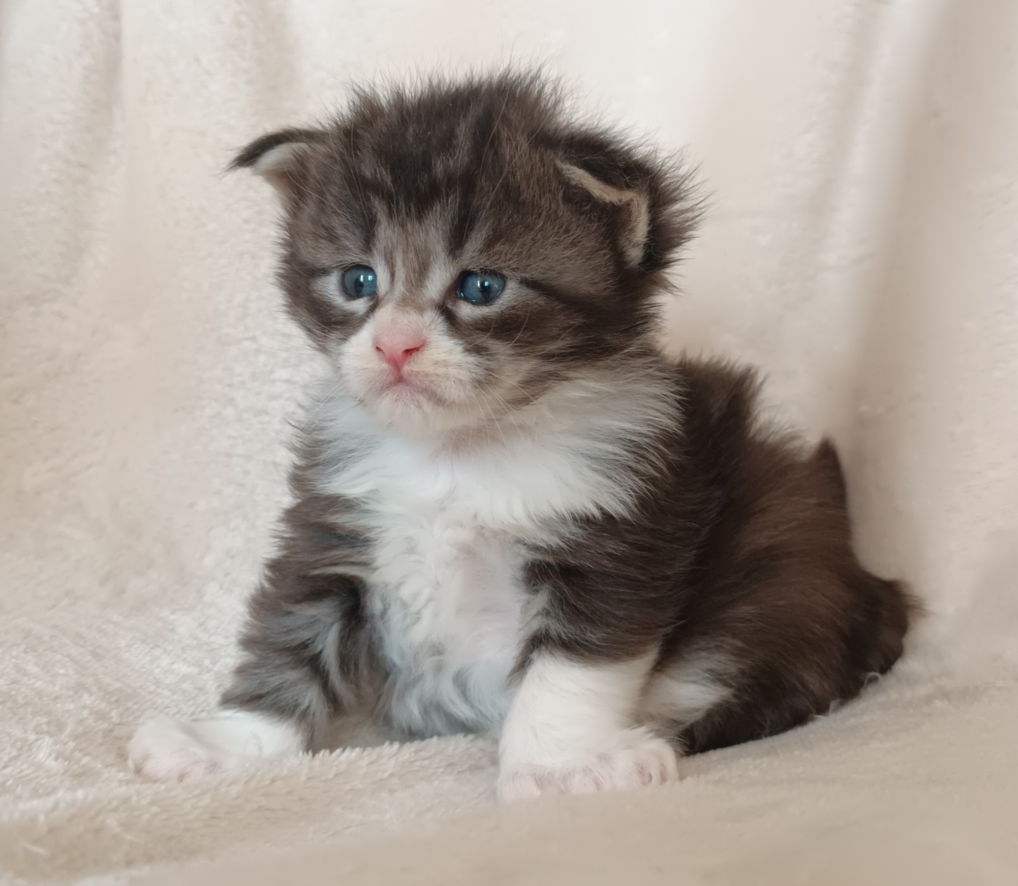 Male black silver pp 3 semaines 2