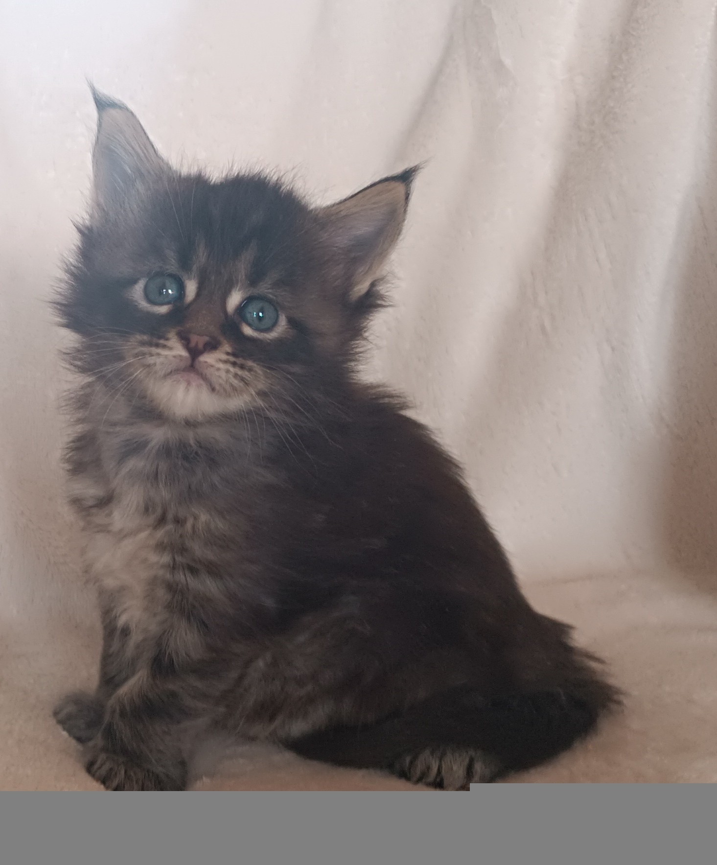 Male brown blotched tabby pp 1 mois 3