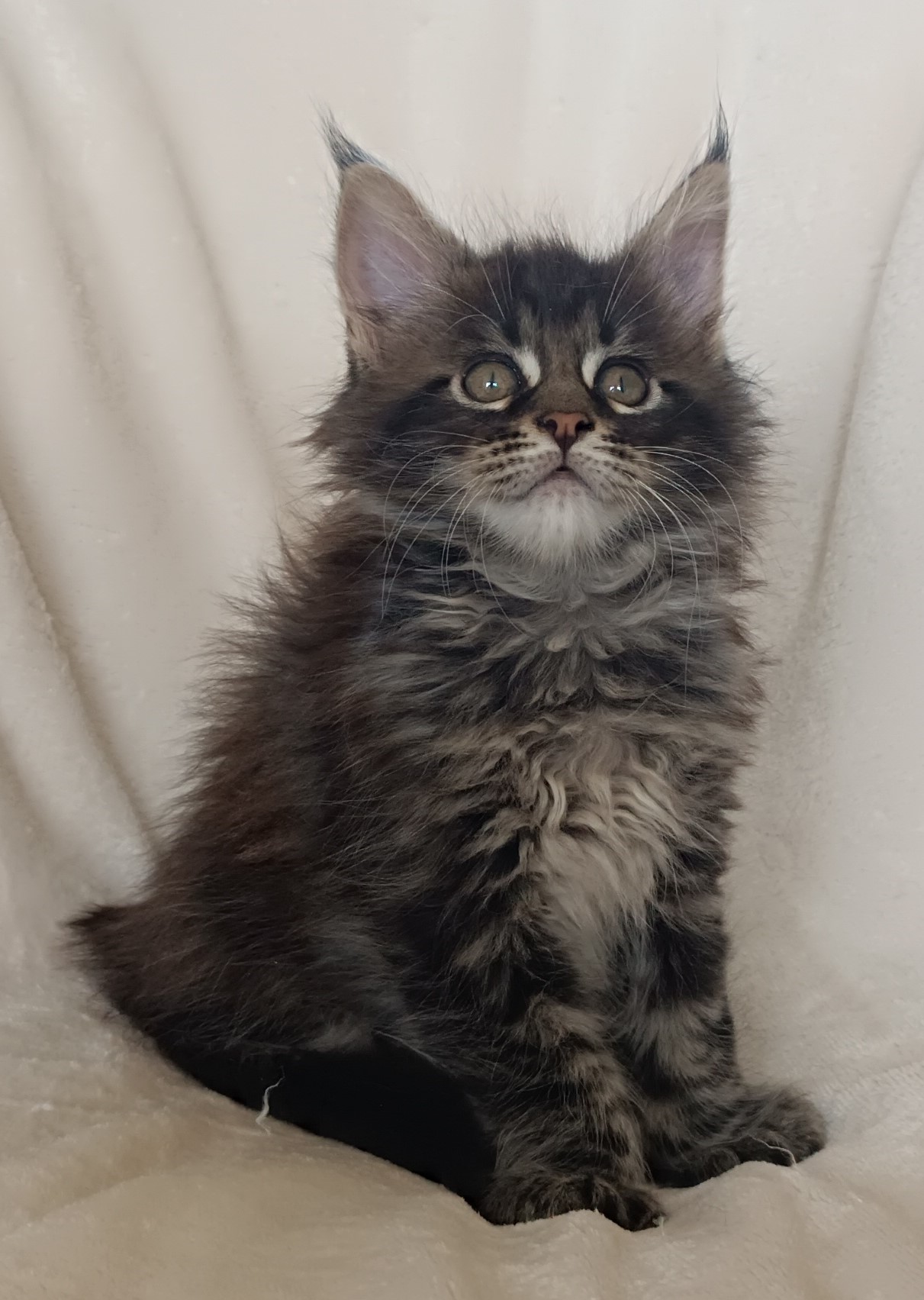 Male brown blotched tabby pp 1 mois et 3 semaines 4 