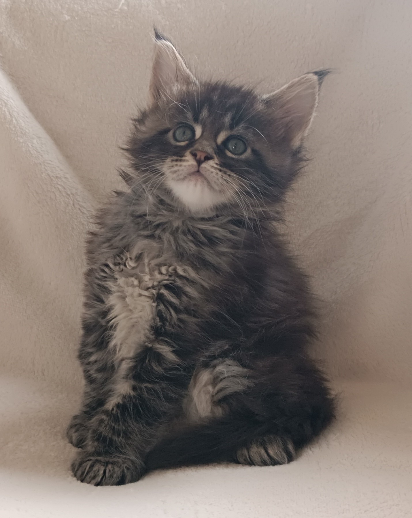 Male pp brown blotched tabby 1 mois et demi 7 